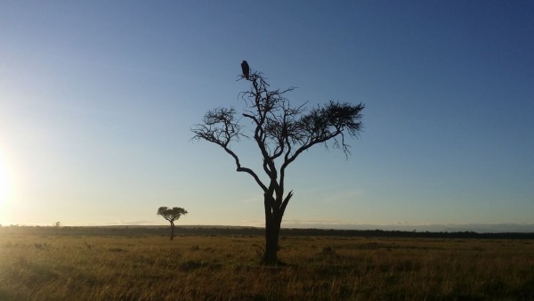 Mara Land scape